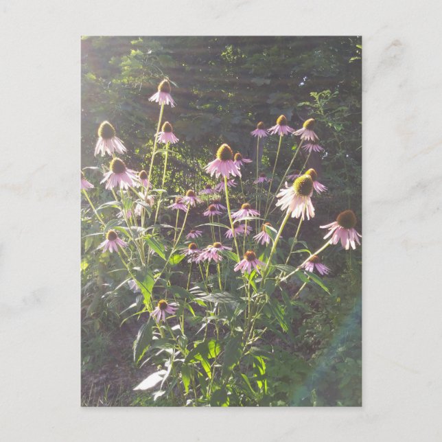 Cartão Postal Flores de Echinacea ao Sol (Frente)
