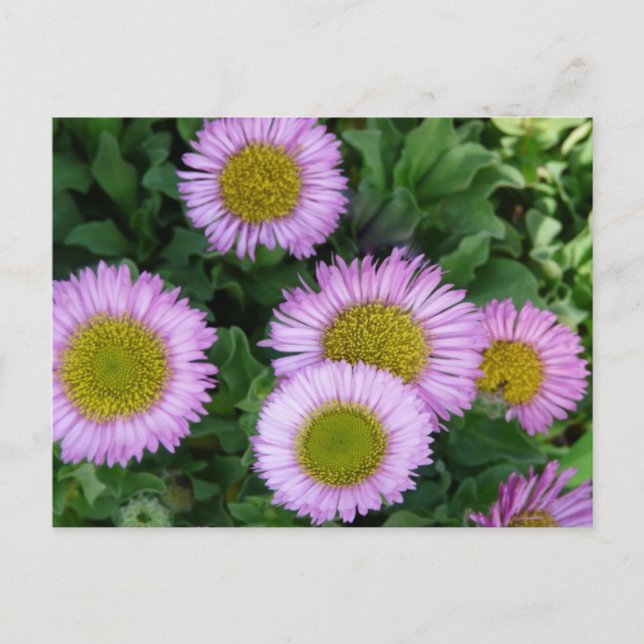 Cartão Postal Flores de Erigeron de Lavanda bonito (Frente)