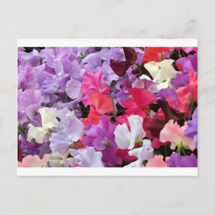 Cartão Postal Flores de ervilha cor-de-rosa, púrpura e branca,
