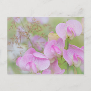 Cartão Postal Flores de Ervilha Doce Seabeck, WA