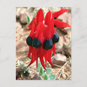Cartão Postal Flores de ervilhas do deserto do Sturt
