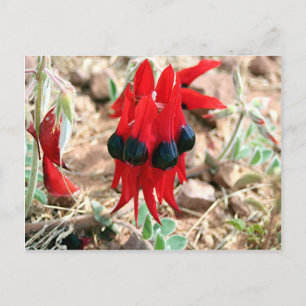 Cartão Postal Flores de ervilhas do deserto do Sturt