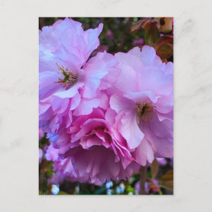 Cartão Postal Flores De Flor De Cereja Rosa