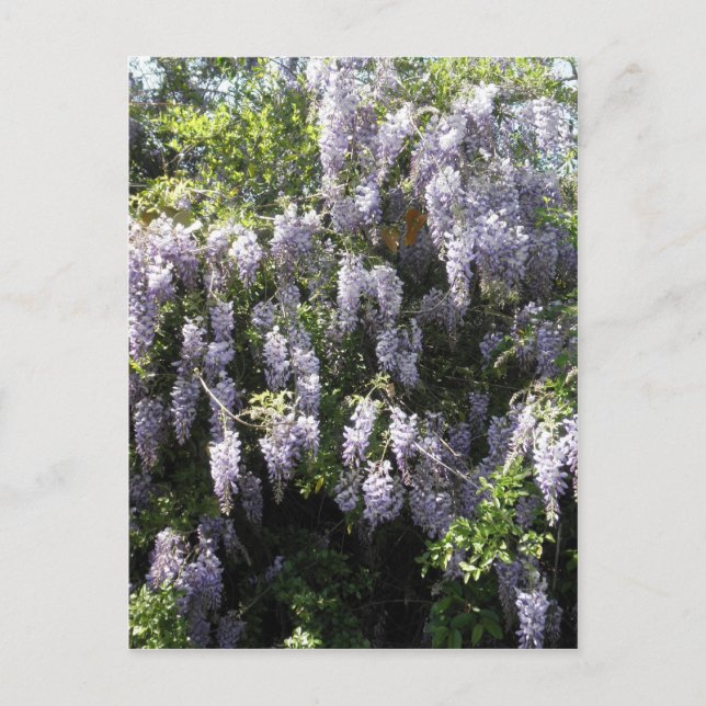 Cartão Postal Flores de Flores Selvagens de Vinha Roxa Foto (Frente)