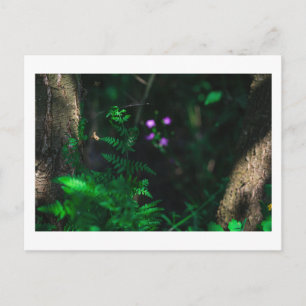 Cartão Postal Flores de Florestas de Água Roxo Selvagens Fern