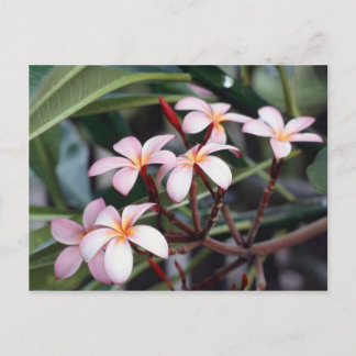 Cartão Postal Flores de Frangipani