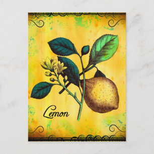 Cartão Postal Flores De Fruta De Limão Deixam Vintage Botânica