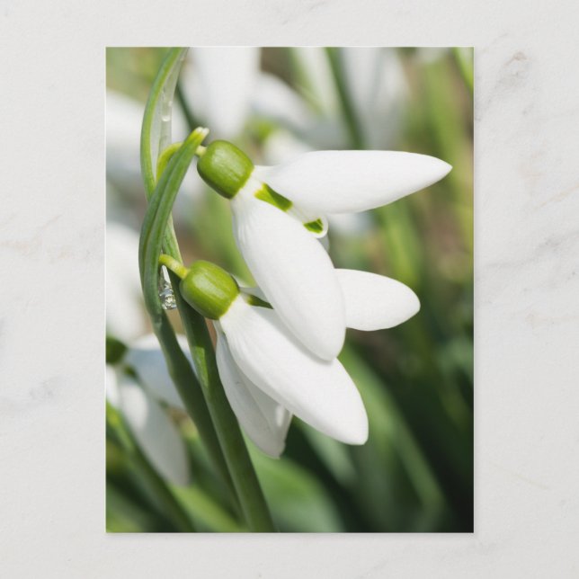 Cartão Postal Flores de galanthus (Frente)