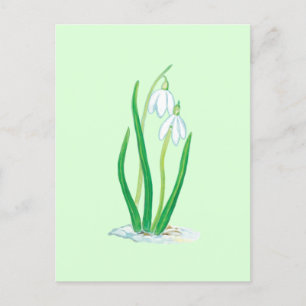 Cartão Postal Flores de Galanthus nivalis no início da primavera