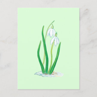 Cartão Postal Flores de Galanthus nivalis no início da primavera