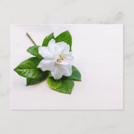 Cartão Postal Flores de Gardenia Branca