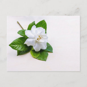 Cartão Postal Flores de Gardenia Branca