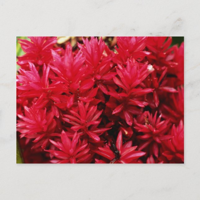 Cartão Postal Flores de gengibre, flores de Porto Rico (Frente)