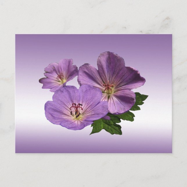 Cartão Postal Flores De Gerânio Roxo (Frente)