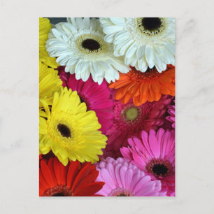 Cartão Postal Flores de gerber coloridas