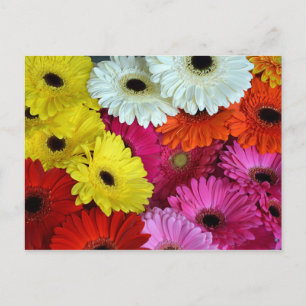 Cartão Postal Flores de gerber coloridas