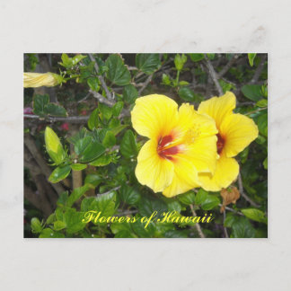 Cartão Postal Flores de Hibisco do Havaí