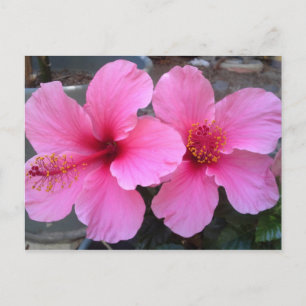 Cartão Postal Flores de Hibisco Rosa