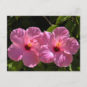 Cartão Postal Flores de Hibisco Rosa