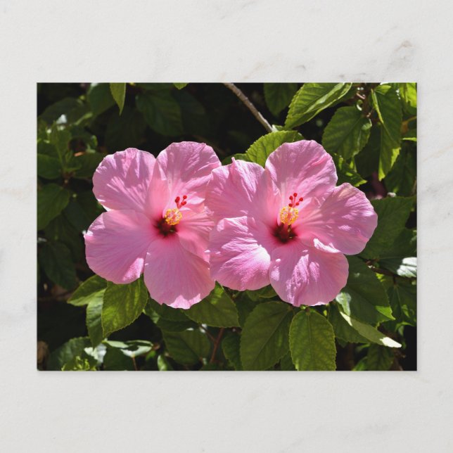 Cartão Postal Flores de Hibisco Rosa (Frente)