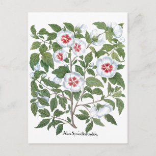 Cartão Postal Flores de Hibisco Vintage por Basilius Besler