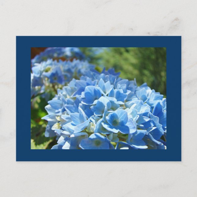 Cartão Postal Flores de Hortênsia Azul postais Adicione Seu Text (Frente)