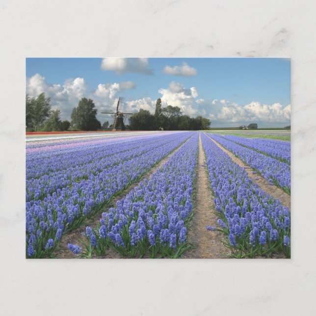 Cartão Postal Flores de Hyacinth Azuis num Campo Holandês (Frente)