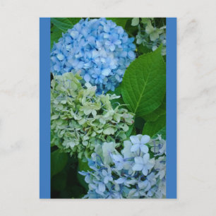 Cartão Postal Flores de Hydrangea