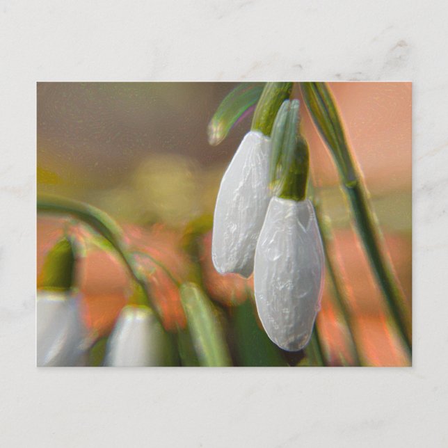 Cartão Postal Flores de Inverno (Frente)