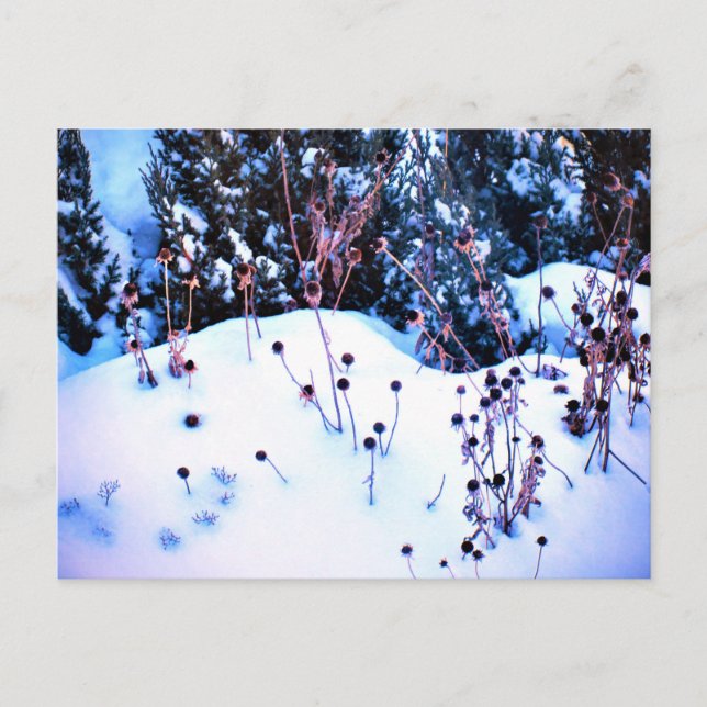 Cartão Postal Flores de Inverno Neve Árvores Natureza  (Frente)