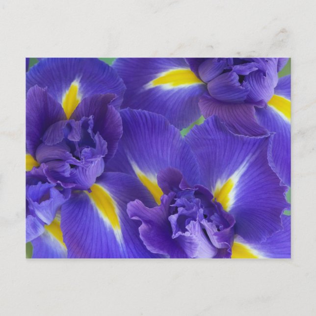 Cartão Postal Flores de íris (Frente)