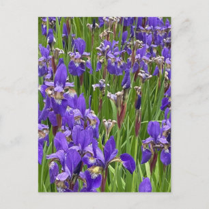 Cartão Postal Flores de Íris Roxo Fotografia de Plantas da Natur