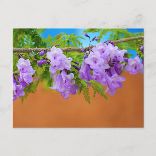 Cartão Postal Flores de Jacarandá Roxo (Frente)