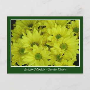 Cartão Postal Flores de jardim BC