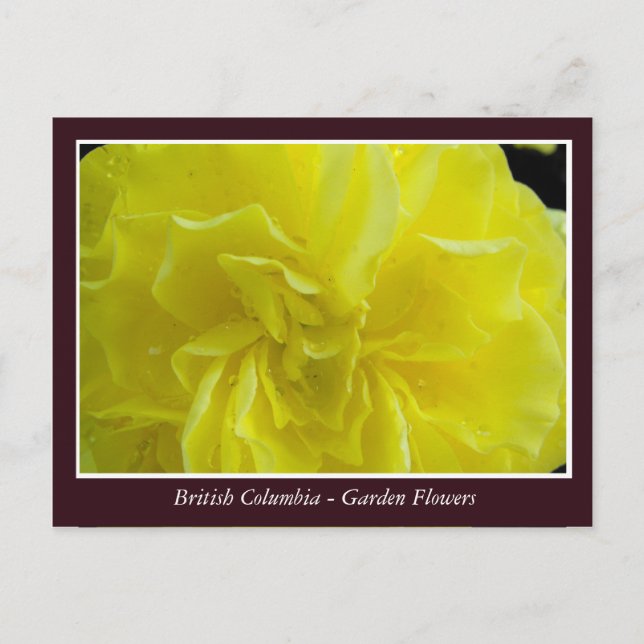 Cartão Postal Flores de jardim BC (Frente)