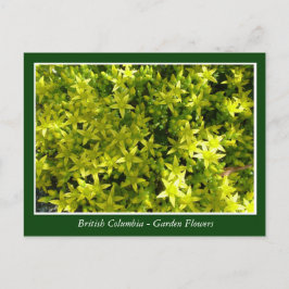 Cartão Postal Flores de jardim BC