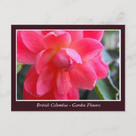 Cartão Postal Flores de jardim BC