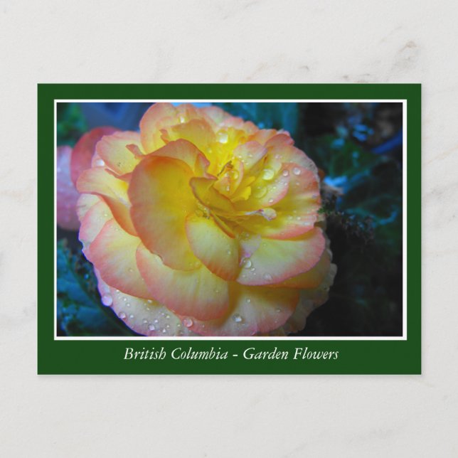 Cartão Postal Flores de jardim BC (Frente)