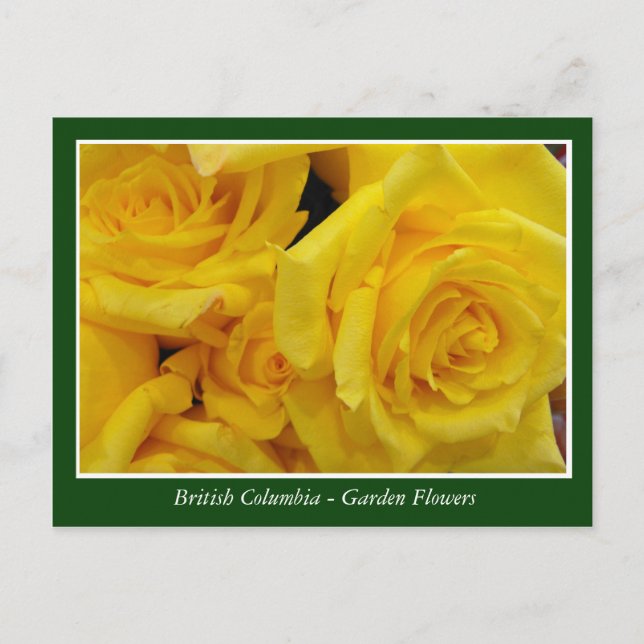 Cartão Postal Flores de jardim BC (Frente)