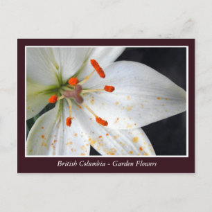 Cartão Postal flores de jardim da BC
