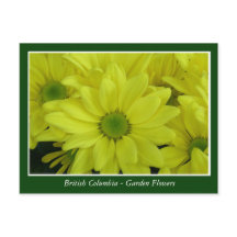 flores de jardim da BC