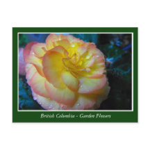 flores de jardim da BC