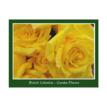 flores de jardim da BC