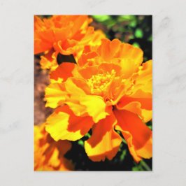 Cartão Postal Flores de Jardim de Laranja Sunny