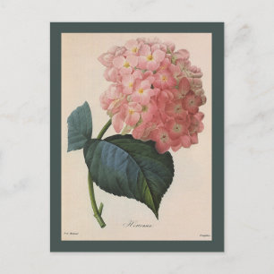 Cartão Postal Flores De Jardim Vintage, Hidrangea Hortensia Rosa