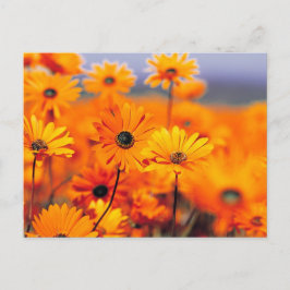 Cartão Postal Flores de laranja