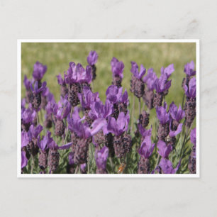 Cartão Postal Flores de lavanda