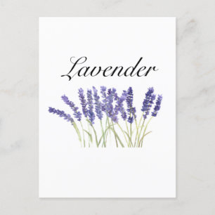 Cartão Postal Flores de lavanda aquarela ervas roxo chique