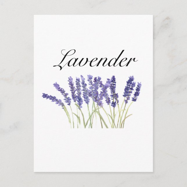 Cartão Postal Flores de lavanda aquarela ervas roxo chique (Frente)