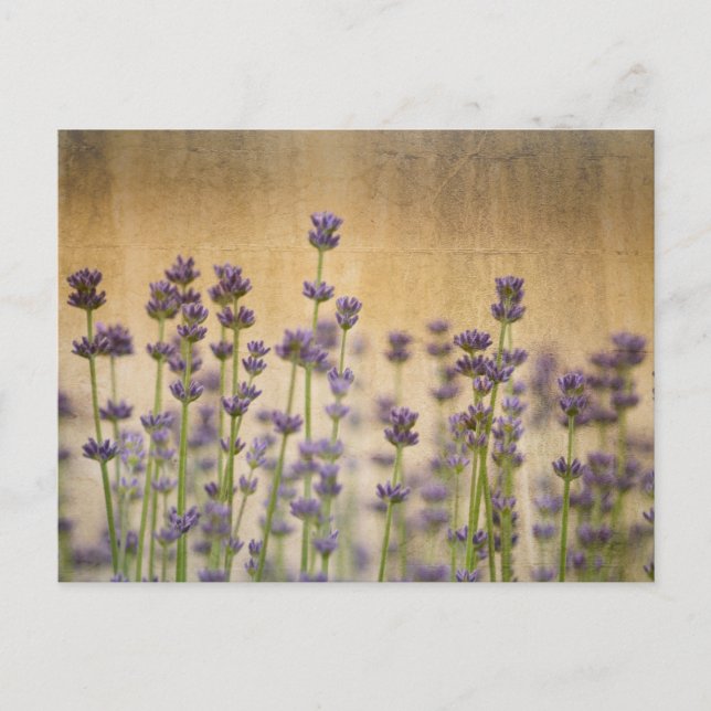 Cartão Postal Flores de Lavanda bonito (Frente)